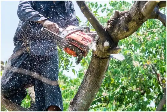 tree services Sussex